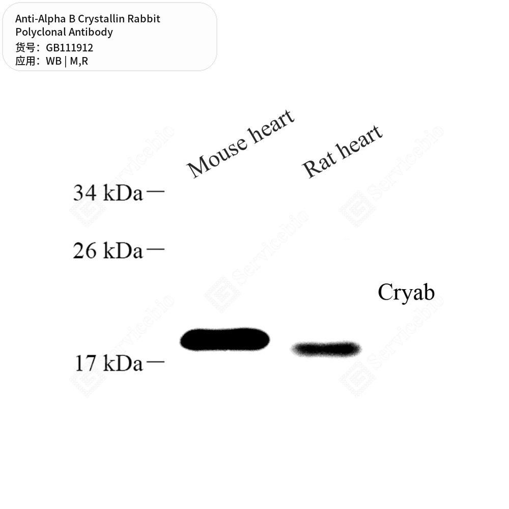 Антитела первичные, поликлональные кролика к Alpha B Crystallin крысы, мыши, 100 мкл