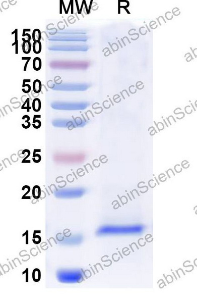 Наноантитела CD282/TLR2 (SAA0821), 100 мкг
