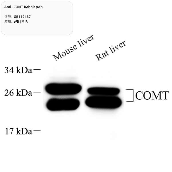 Антитела первичные, поликлональные, COMT, 100 мкл