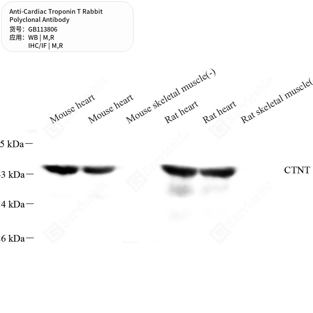 Антитела первичные, поликлональные кролика к Cardiac Troponin T крысы, мыши, 50 мкл