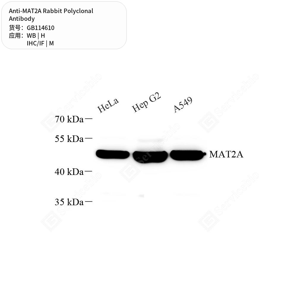 Антитела первичные, поликлональные кролика к MAT2A мыши, человека, 50 мкл