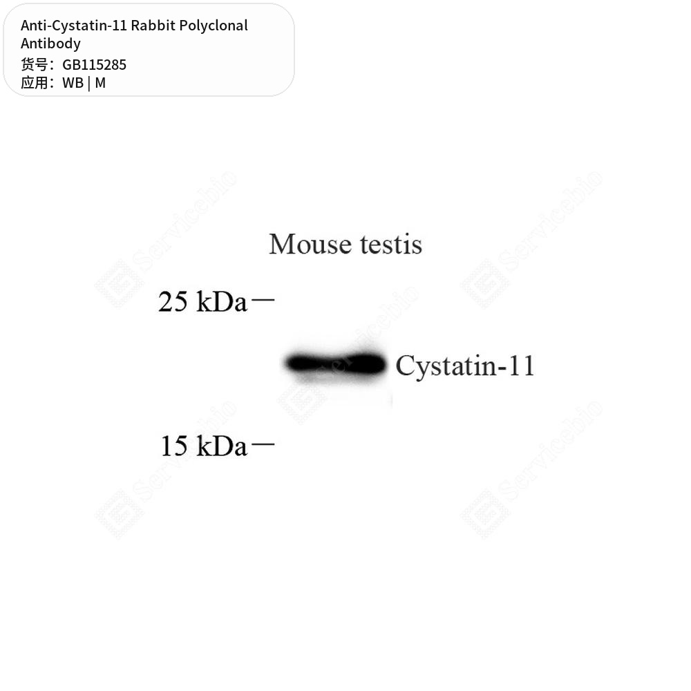 Антитела первичные, поликлональные кролика к Cystatin-11 мыши, 50 мкл
