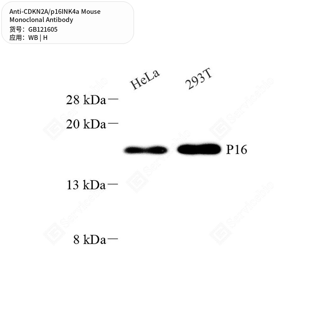 Антитела первичные, моноклональные мыши к CDKN2A/p16INK4a человека, 50 мкл