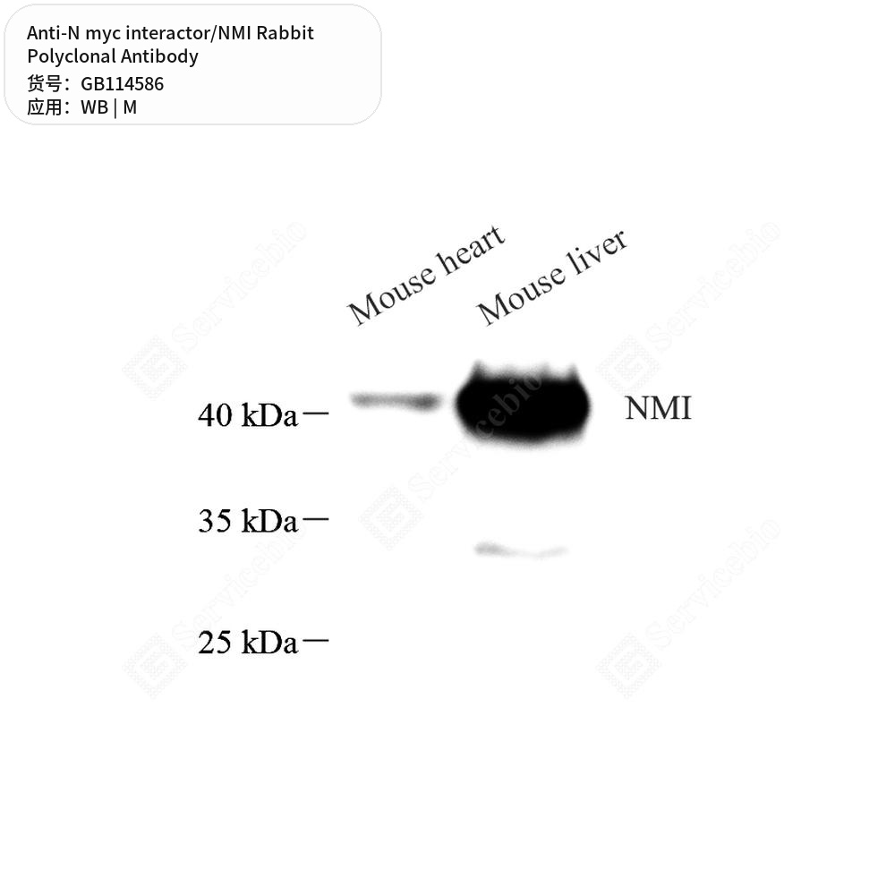 Антитела первичные, поликлональные кролика к N myc interactor/NMI мыши, 100 мкл