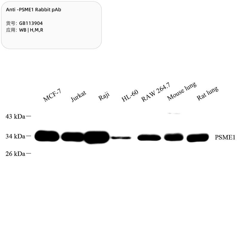 Антитела первичные, поликлональные, PSME1, 100 мкл