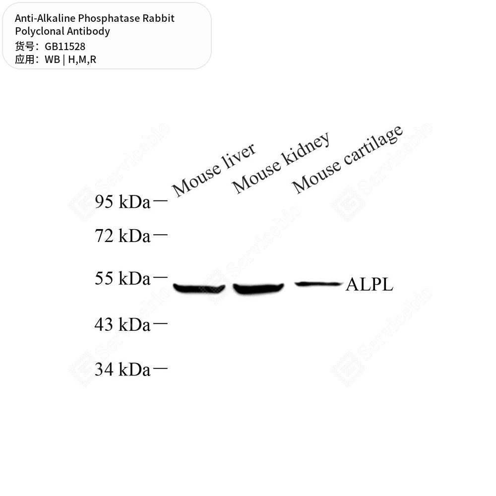 Антитела первичные, поликлональные кролика к Alkaline Phosphatase крысы, мыши, человека, 100 мкл