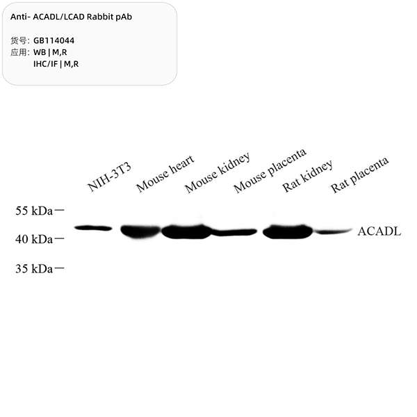 Антитела первичные, поликлональные, ACADL/LCAD, 100 мкл