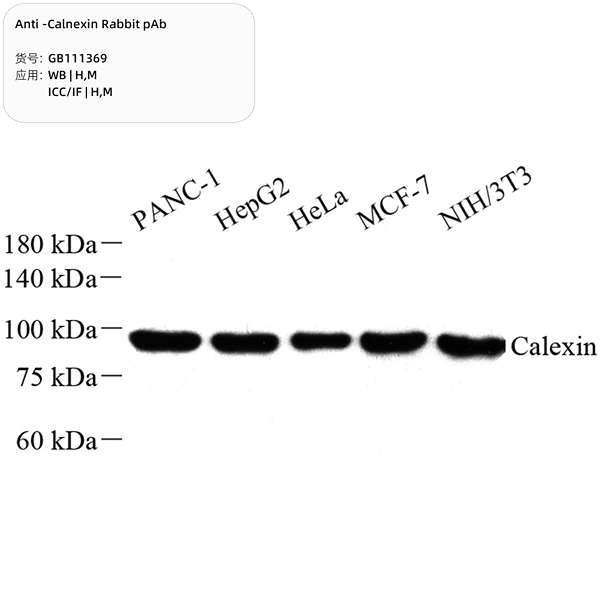 Антитела первичные, поликлональные, Calnexin, 100 мкл