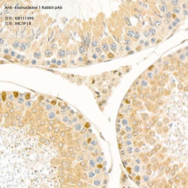 Антитела первичные, поликлональные, Exonuclease 1, 100 мкл