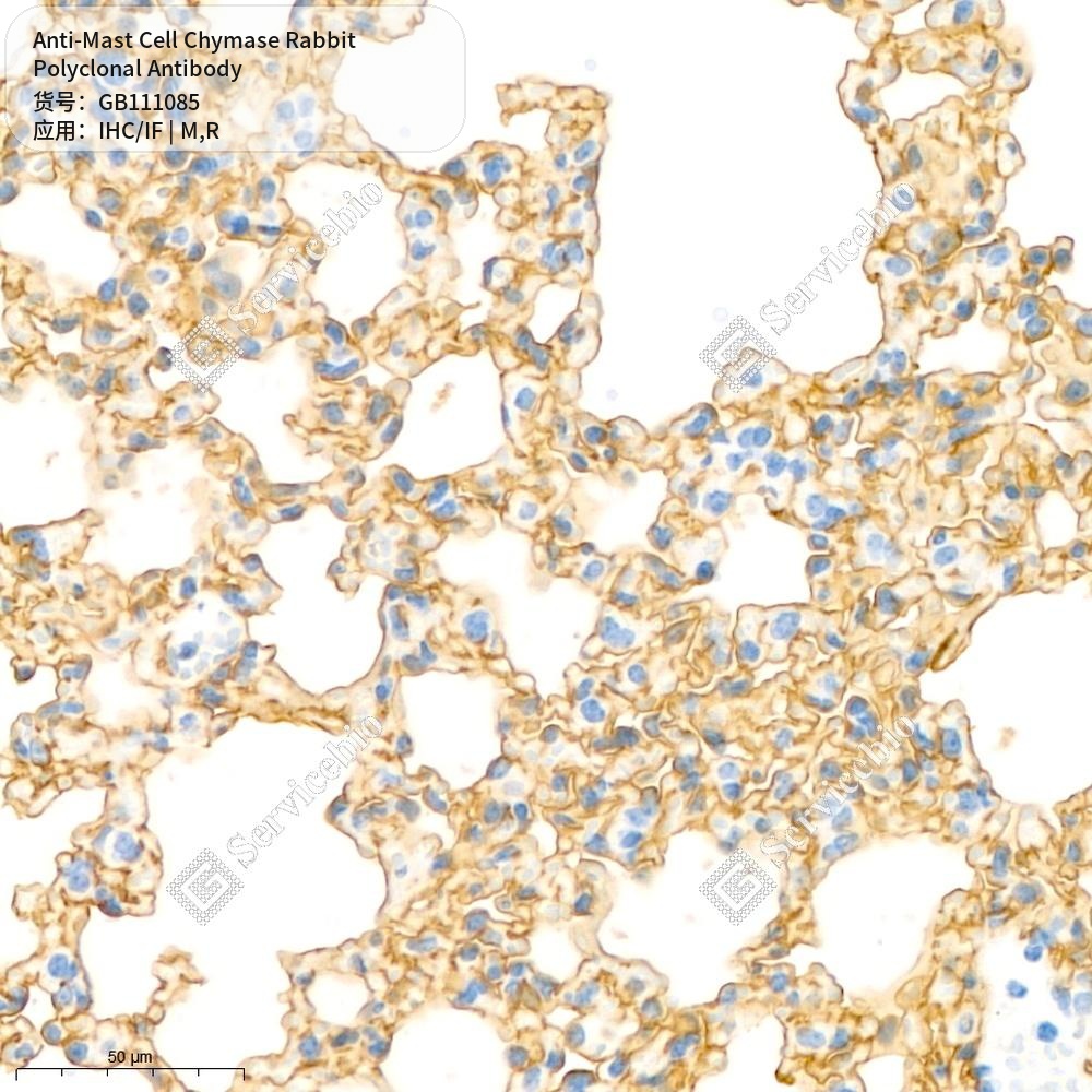 Антитела первичные, поликлональные кролика к Mast Cell Chymase крысы, мыши, 100 мкл