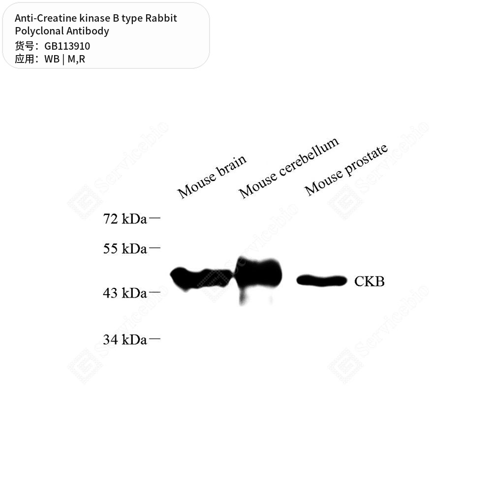 Антитела первичные, поликлональные кролика к Creatine kinase B type крысы, мыши, 50 мкл