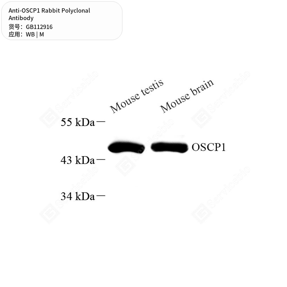 Антитела первичные, поликлональные кролика к OSCP1 мыши, 100 мкл