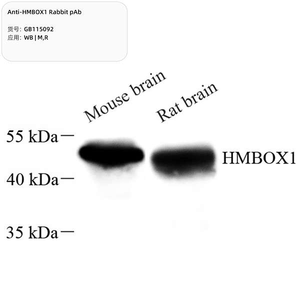Антитела первичные, поликлональные, HMBOX1, 100 мкл
