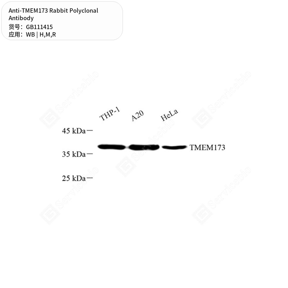 Антитела первичные, поликлональные кролика к TMEM173 крысы, мыши, человека, 100 мкл