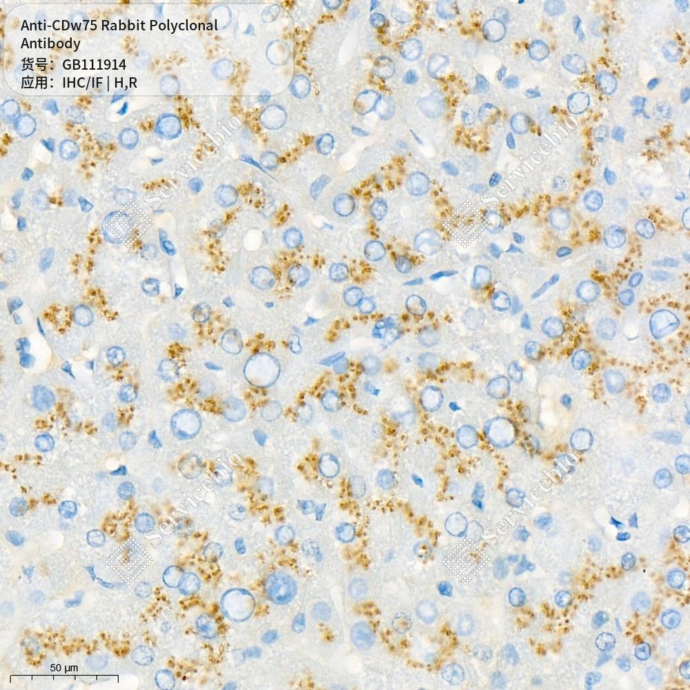Антитела первичные, поликлональные кролика к CDw75 крысы, человека, 100 мкл