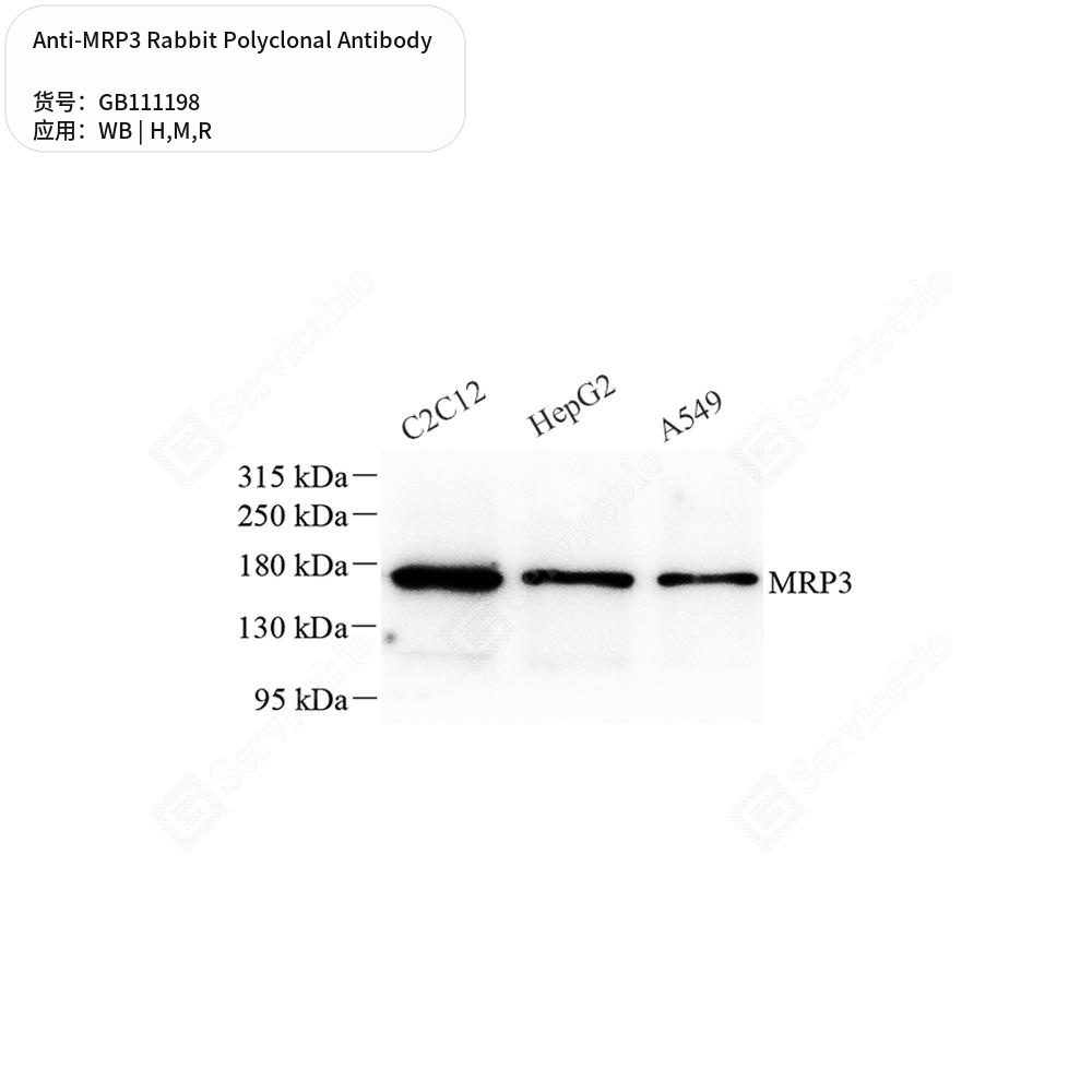 Антитела первичные, поликлональные кролика к MRP3 крысы, мыши, человека, 100 мкл