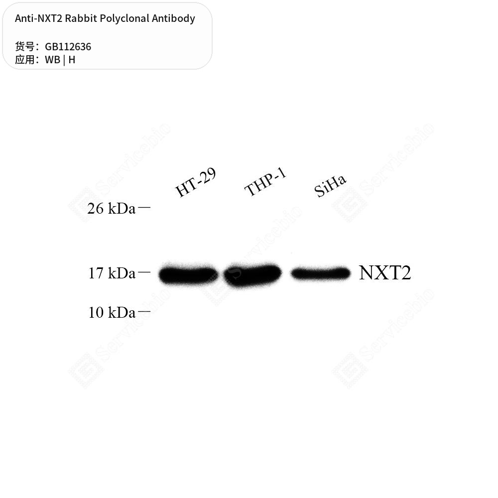 Антитела первичные, поликлональные кролика к NXT2 человека, 50 мкл