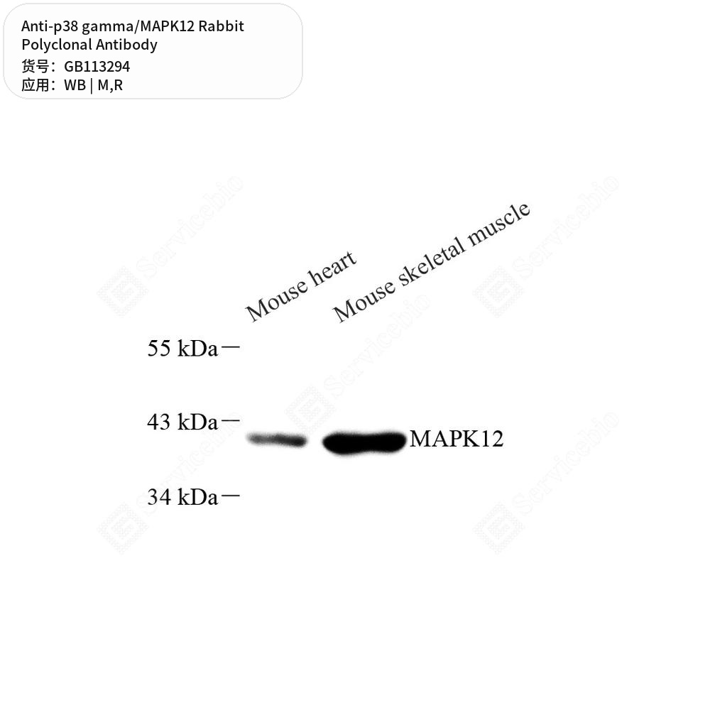 Антитела первичные, поликлональные кролика к p38 gamma/MAPK12 крысы, мыши, 100 мкл
