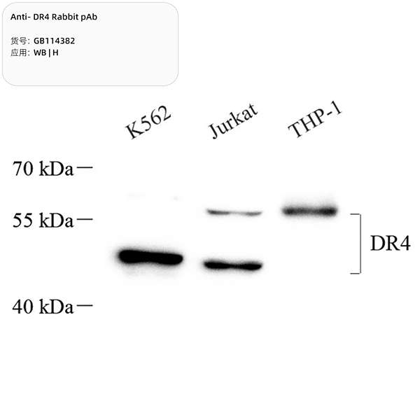 Антитела первичные, поликлональные, DR4, 100 мкл