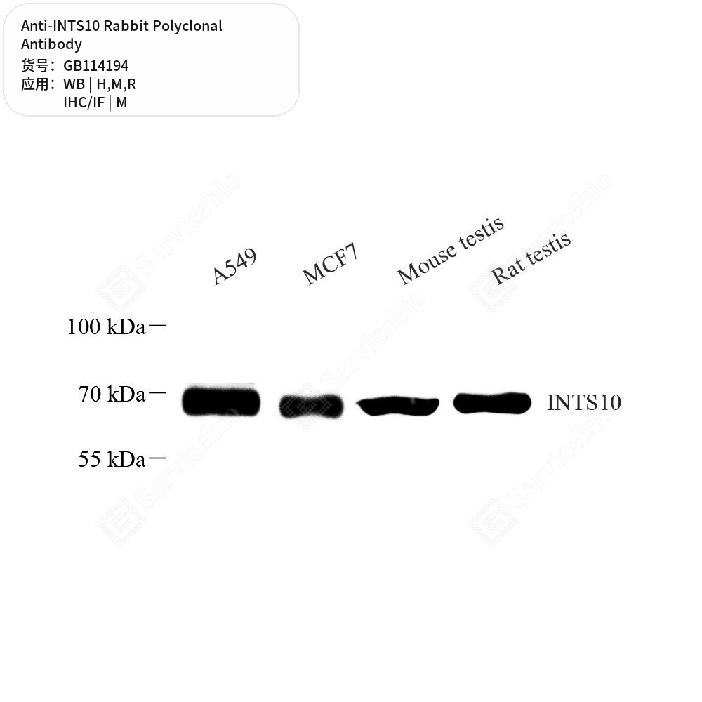 Антитела первичные, поликлональные кролика к INTS10 крысы, мыши, человека, 50 мкл