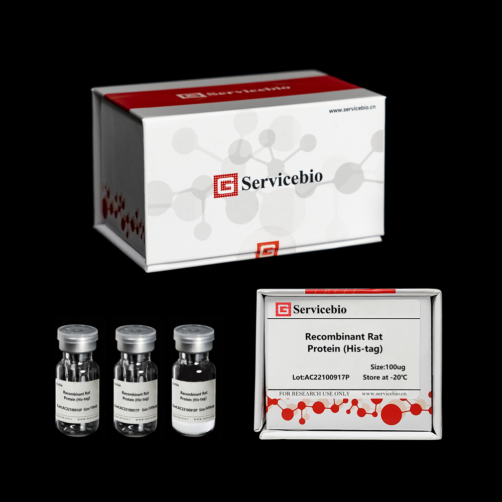 Белок рекомбинантный крысы MCP1 Protein (His-tag), 500 мкг