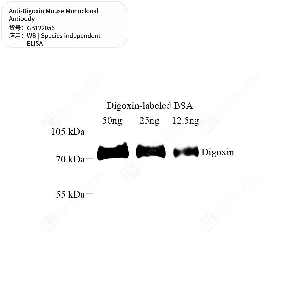 Антитела первичные, моноклональные мыши к Digoxin, 100 мкл
