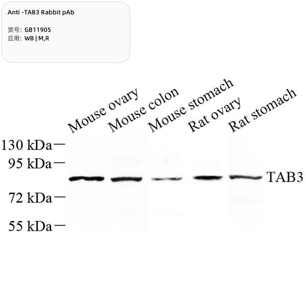 Антитела первичные, поликлональные, TAB3, 100 мкл
