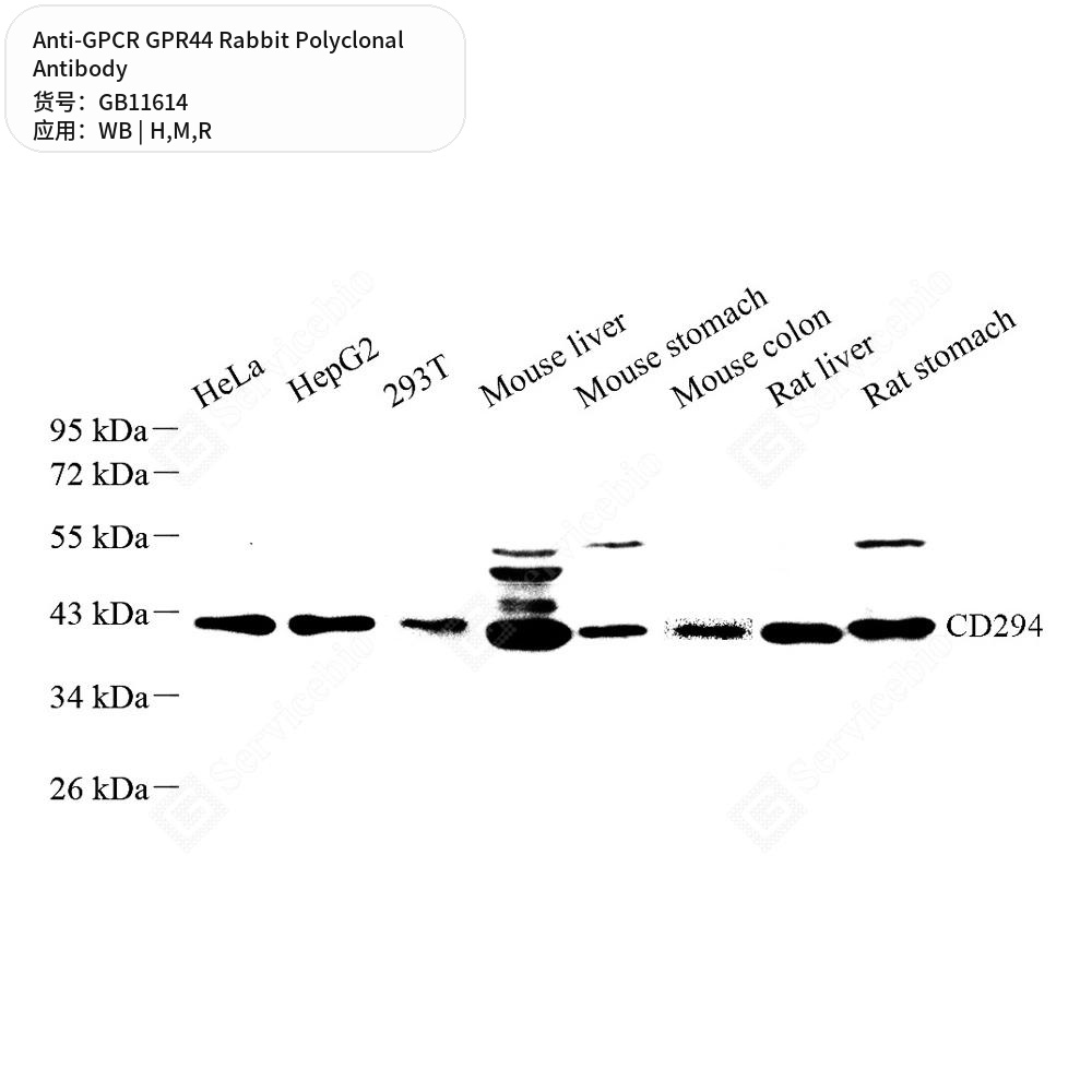 Антитела первичные, поликлональные кролика к GPCR GPR44 крысы, мыши, человека, 100 мкл