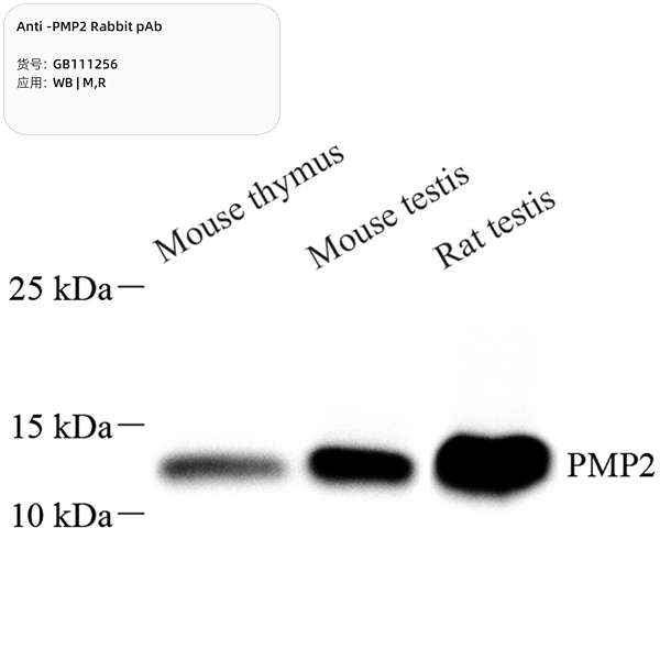 Антитела первичные, поликлональные, PMP2, 100 мкл