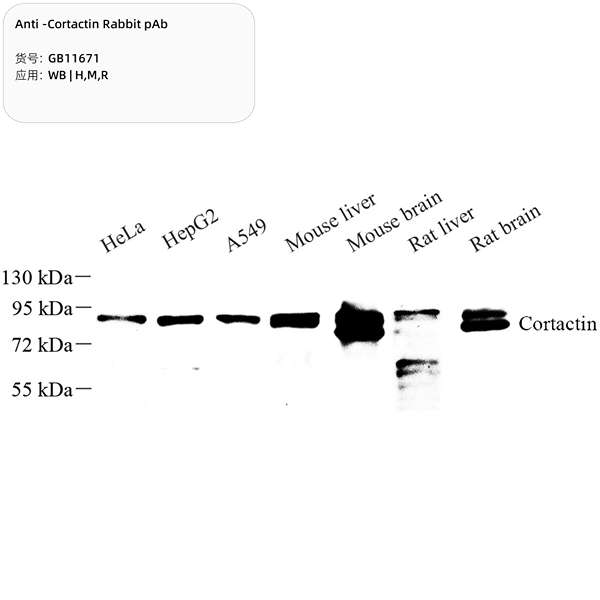 Антитела первичные, поликлональные, Cortactin, 100 мкл