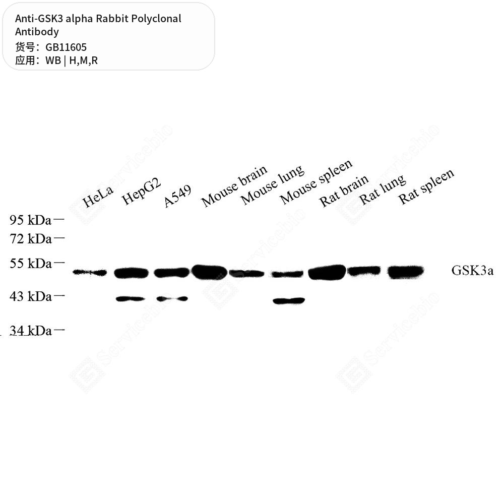 Антитела первичные, поликлональные кролика к GSK3 alpha крысы, мыши, человека, 50 мкл
