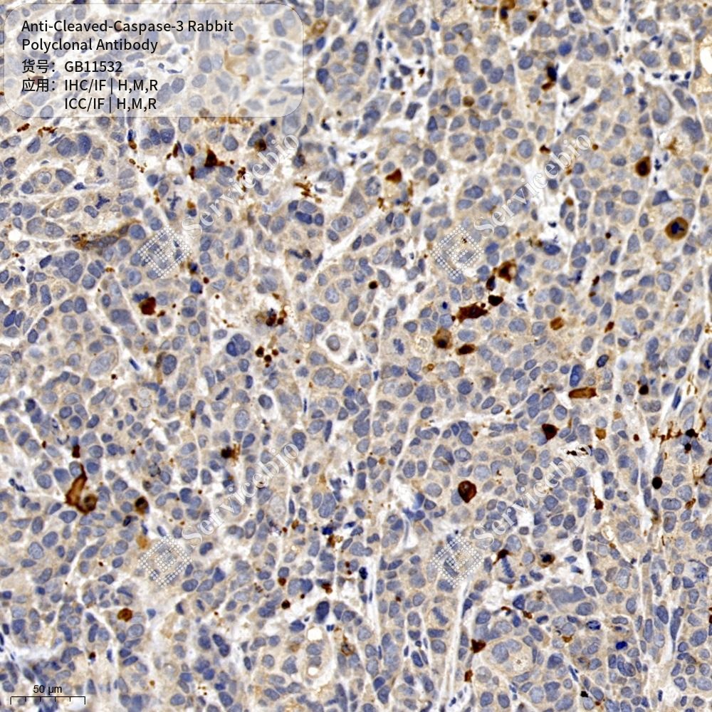 Антитела первичные, поликлональные кролика к Cleaved-Caspase-3 крысы, мыши, человека, 50 мкл