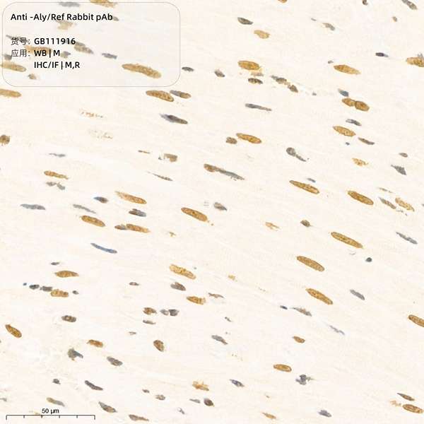 Антитела первичные, поликлональные, Aly/Ref, 100 мкл