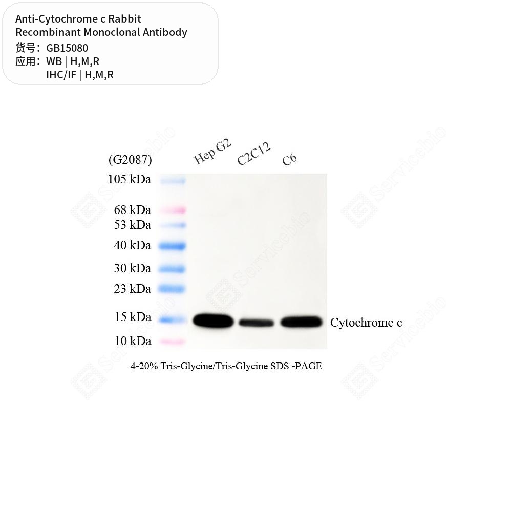 Антитела первичные, моноклональные кролика к Cytochrome c крысы, мыши, человека, 50 мкл