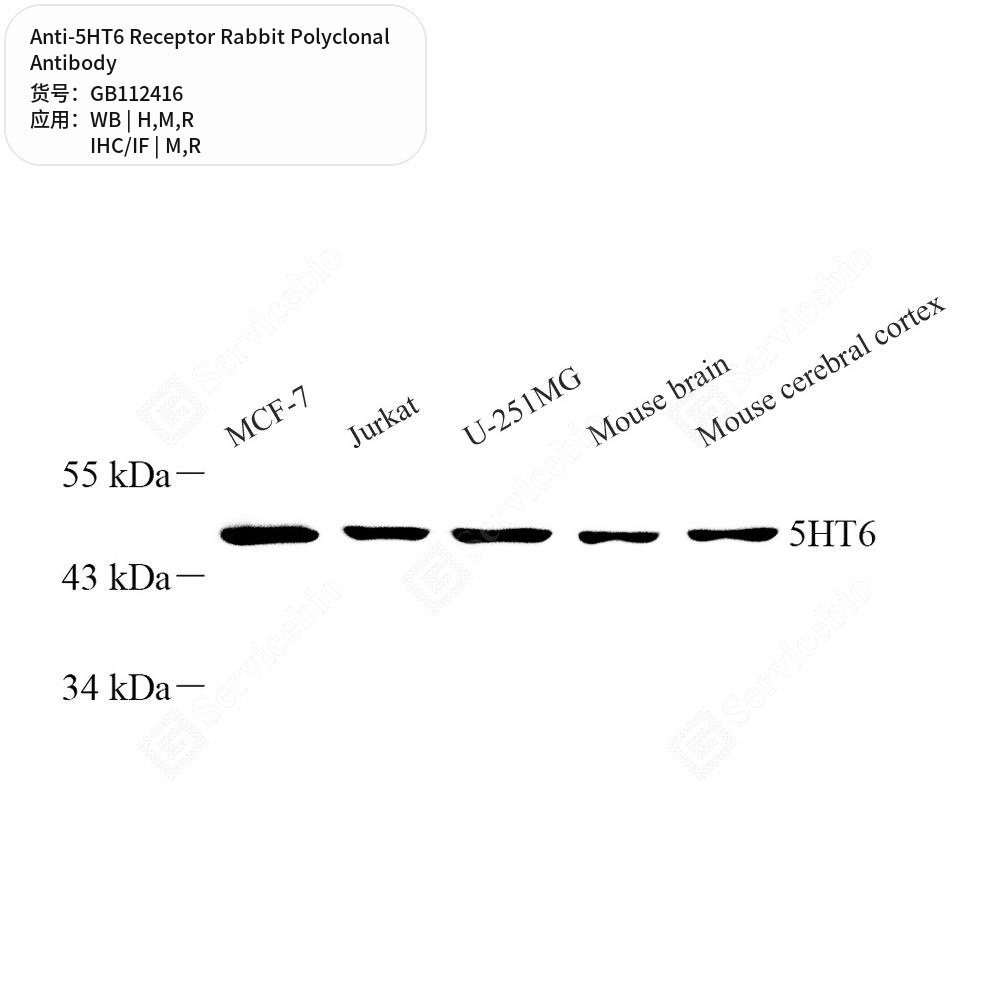 Антитела первичные, поликлональные кролика к 5HT6 Receptor крысы, мыши, человека, 100 мкл