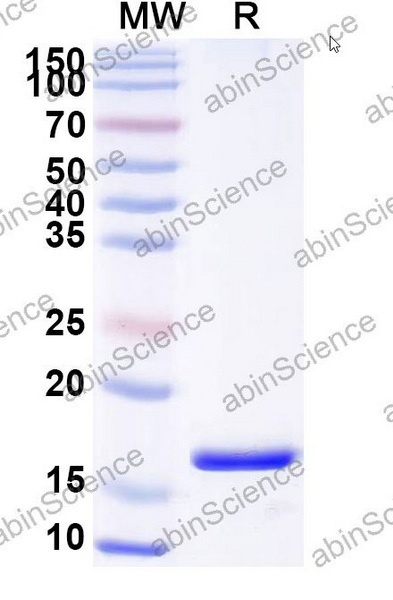 Наноантитела PTH1R (SAA0797), 100 мкг