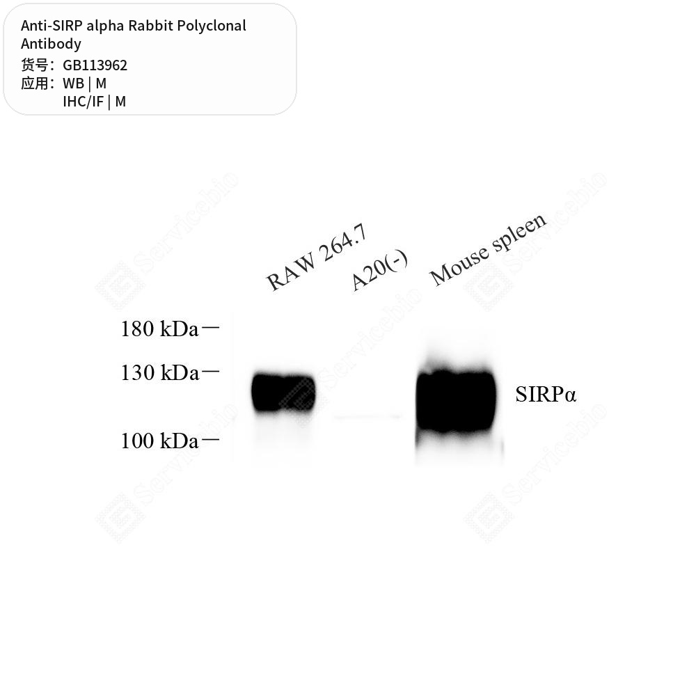 Антитела первичные, поликлональные кролика к SIRP alpha мыши, 50 мкл