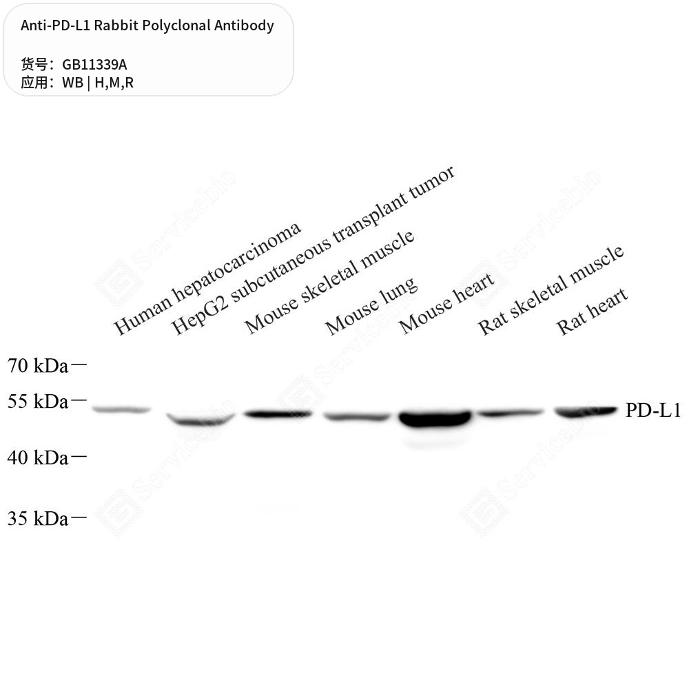 Антитела первичные, поликлональные кролика к PD-L1 крысы, мыши, человека, 100 мкл