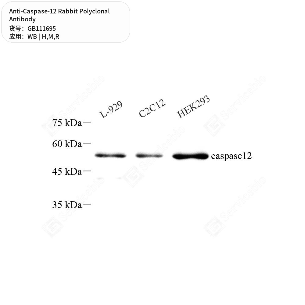 Антитела первичные, поликлональные кролика к Caspase-12 крысы, мыши, человека, 100 мкл