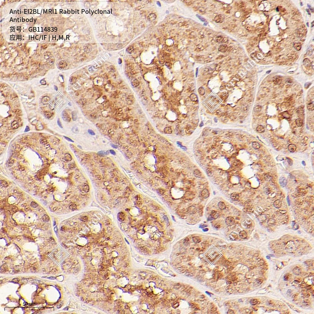 Антитела первичные, поликлональные кролика к EI2BL/MRI1 крысы, мыши, человека, 100 мкл