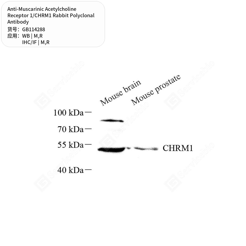 Антитела первичные, полик. крол. к Muscarinic Acetylcholine Receptor 1/CHRM1 крысы, мыши, 100 мкл