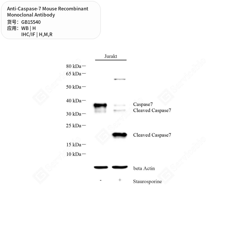 Антитела первичные, моноклональные мыши к Caspase-7 крысы, мыши, человека, 100 мкл
