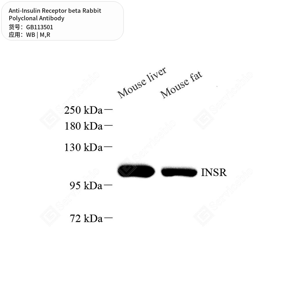 Антитела первичные, поликлональные кролика к Insulin Receptor beta крысы, мыши, 100 мкл