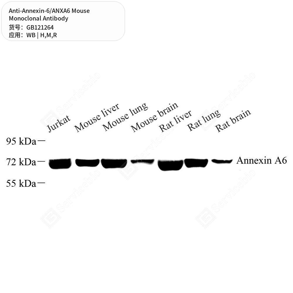 Антитела первичные, моноклональные мыши к Annexin-6/ANXA6 крысы, мыши, человека, 50 мкл