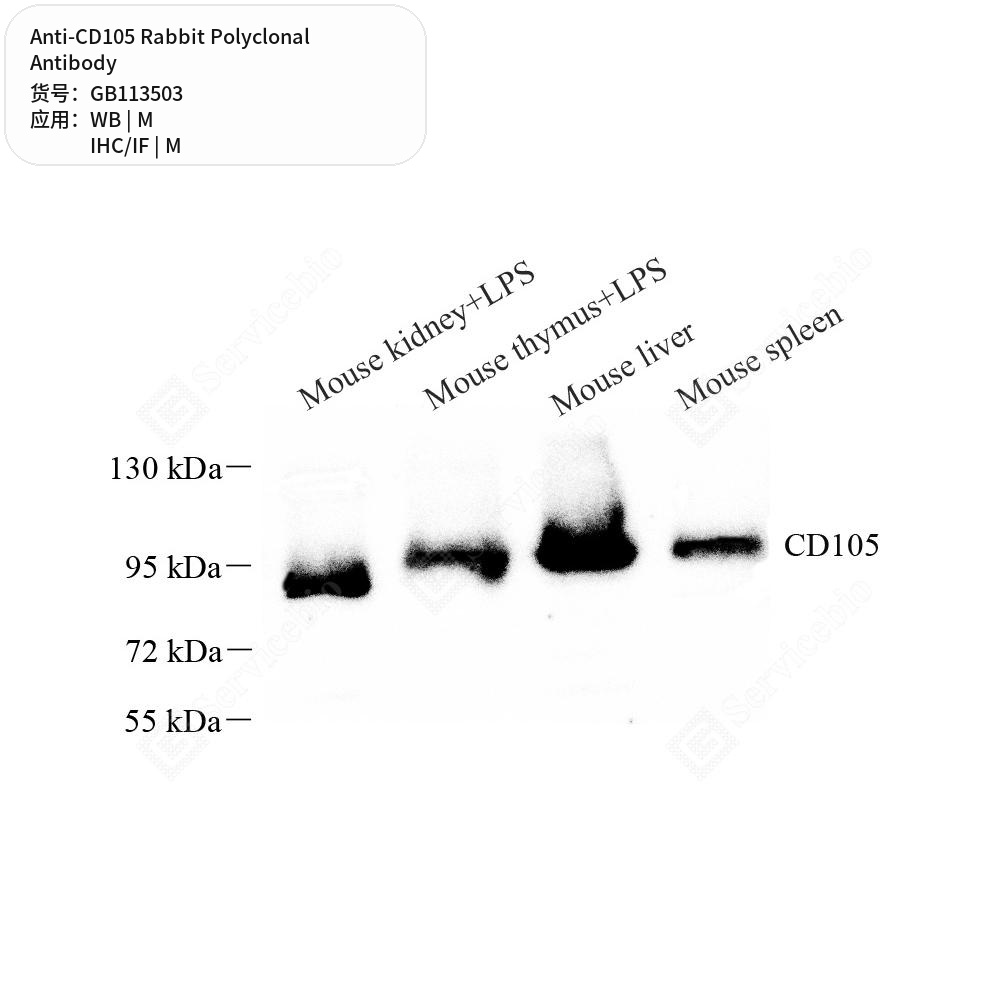 Антитела первичные, поликлональные кролика к CD105 мыши, 50 мкл