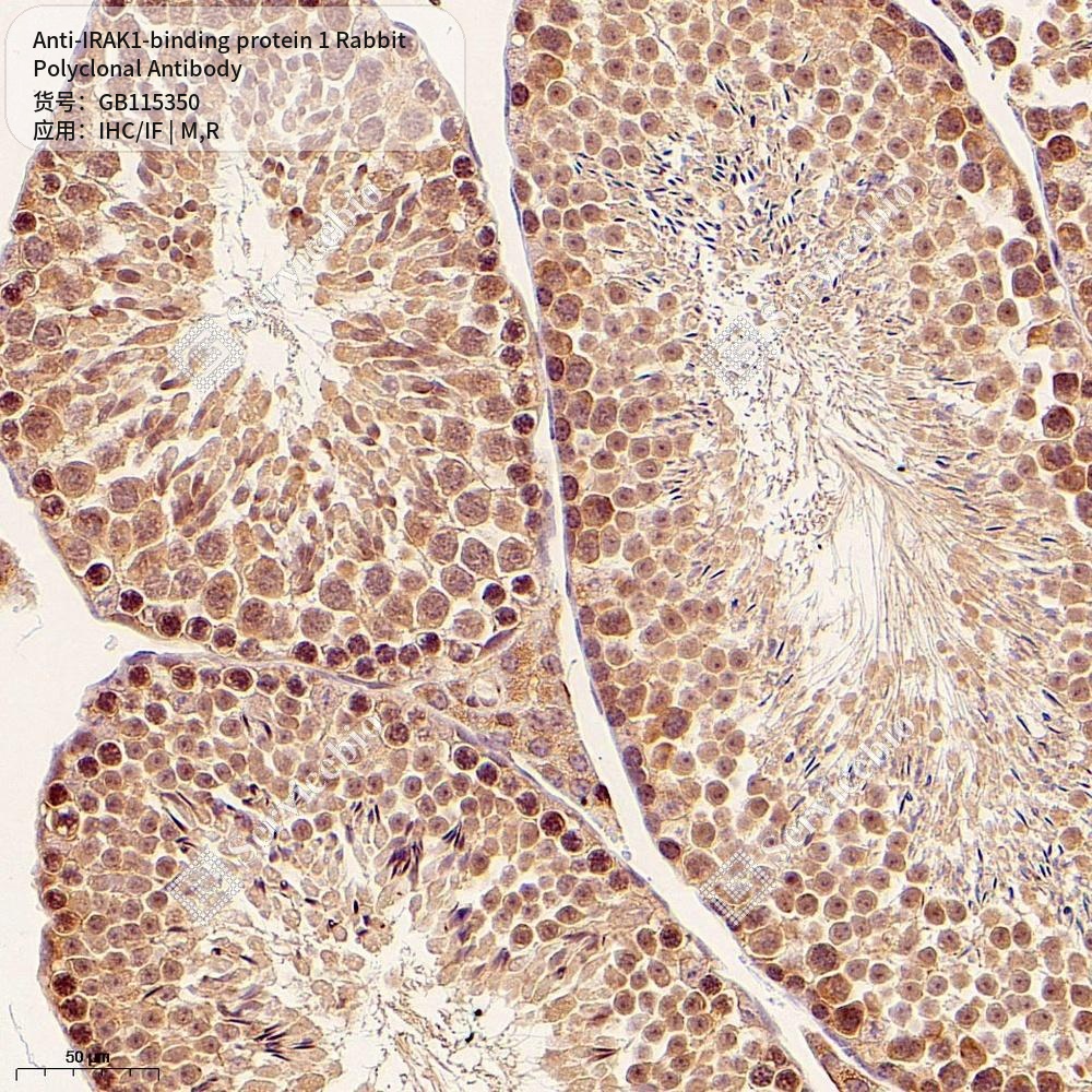 Антитела первичные, поликлональные кролика к IRAK1-binding protein 1 крысы, мыши, 50 мкл