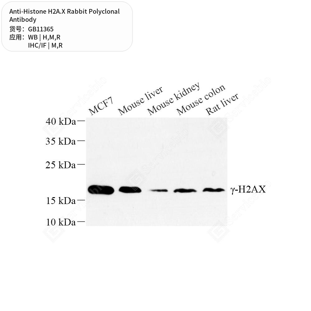Антитела первичные, поликлональные кролика к Histone H2A.X крысы, мыши, человека, 50 мкл