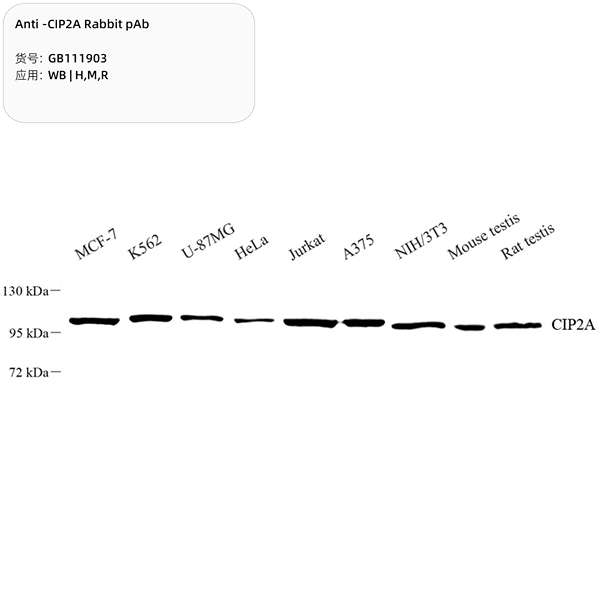 Антитела первичные, поликлональные, CIP2A, 100 мкл