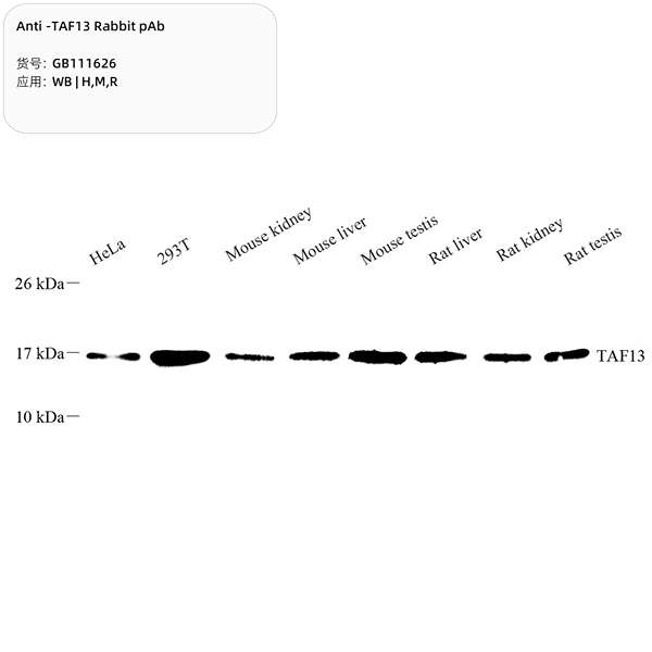 Антитела первичные, поликлональные, TAF13, 100 мкл