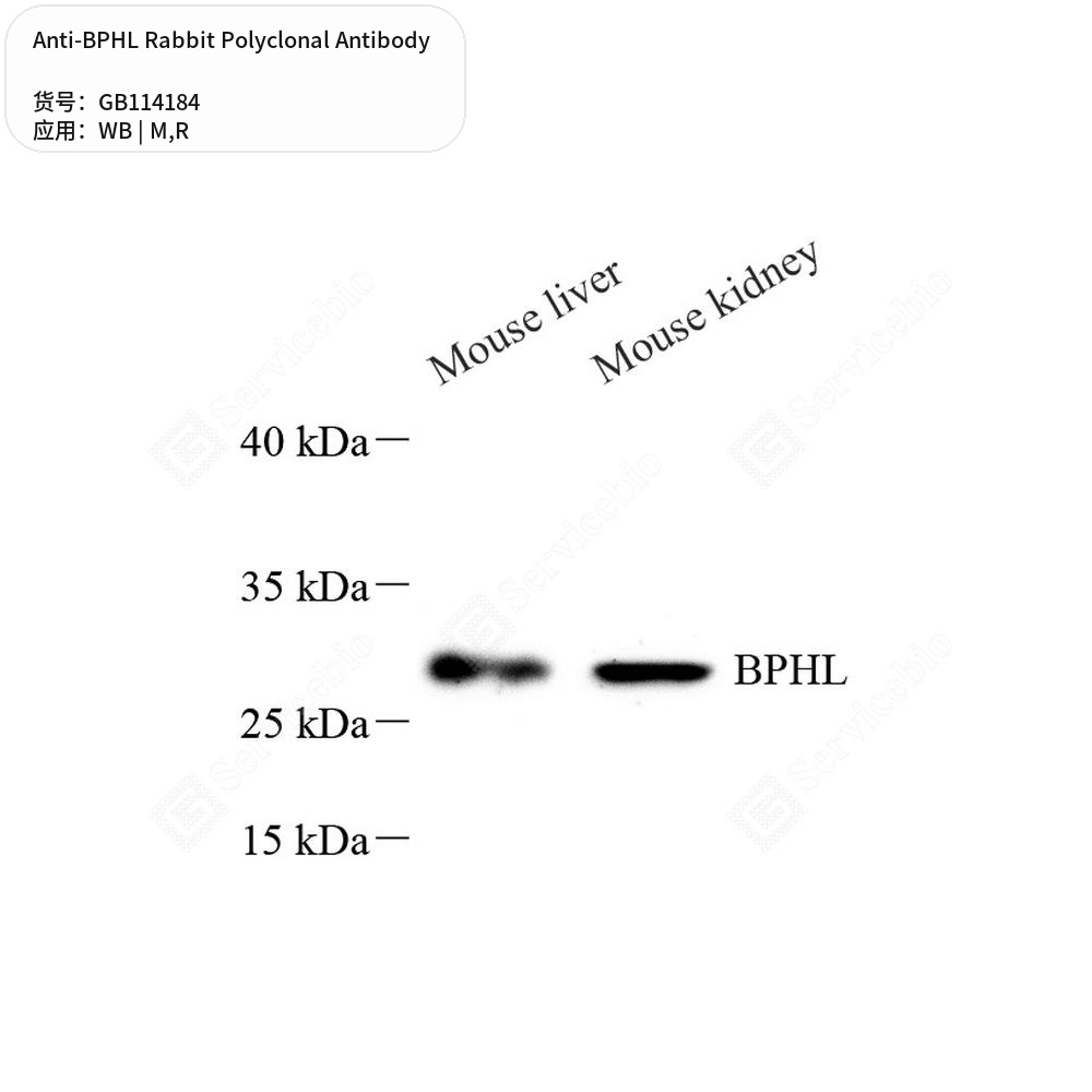 Антитела первичные, поликлональные кролика к BPHL крысы, мыши, 50 мкл